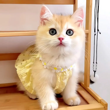 Kitten in KittyNook Cat Co.'s Adorable Cat Summer Dress Cute with white flowers sits on a shelf, gazing up.